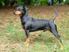 Deutscher Pinscher Foto (ID 40164) Deutscher Pinscher Hund