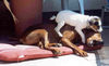 Deutscher Pinscher Foto: auja, nicht ins Ohr beissen (ID 24473) Deutscher Pinscher Hund