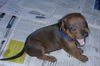 Deutscher Pinscher Foto: Machen oder nicht machen? (ID 24442) Deutscher Pinscher Hund