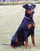 Deutscher Pinscher Foto: HAGRID VOM CRONSBACH, VDH Europajugendsieger 2004 (ID 12893) Deutscher Pinscher Hund