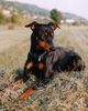 Deutscher Pinscher Foto: Henk vom Dänenberg (ID 7535) Deutscher Pinscher Hund