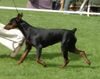 Deutscher Pinscher Foto: FRAJDA PINK Parysada (ID 16830) Deutscher Pinscher Hund