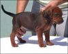 Deutscher Pinscher Foto: Yago vom Awarenring als Welpe (ID 9423) Deutscher Pinscher Hund
