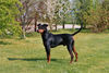 Deutscher Pinscher Foto: Hagrid vom Cronsbach (ID 30525) Deutscher Pinscher Hund