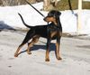 Deutscher Pinscher Foto: Indiana v. Awarenring 6 Monate (ID 19781) Deutscher Pinscher Hund