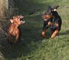 Deutscher Pinscher Foto: Indiana v. Awarenring (ID 19780) Deutscher Pinscher Hund