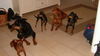 Deutscher Pinscher Foto: Tyson und Freunde (ID 39080) Deutscher Pinscher Hund