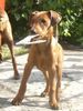 Deutscher Pinscher Foto: Ballanga Bemus (ID 38747) Deutscher Pinscher Hund