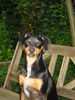 Deutscher Pinscher Hund