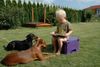 Deutscher Pinscher Foto: Hundeschule einmal anders! (ID 24711) Deutscher Pinscher Hund