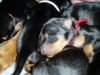 Deutscher Pinscher Foto: bin ich nicht niedlich (ID 41179) Deutscher Pinscher Hund