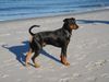 Deutscher Pinscher Foto: Cliff am Strand von Amrum (ID 28125) Deutscher Pinscher Hund