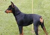 Deutscher Pinscher Foto (ID 73) Deutscher Pinscher Hund