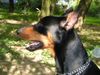 Deutscher Pinscher Foto: GRASANT Galant http://www.pinczer.w.pl (ID 10294) Deutscher Pinscher Hund
