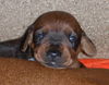 Deutscher Pinscher Foto: ich bin auch rothärig und 2 Wochen jung! (ID 24296) Deutscher Pinscher Hund