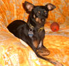 Deutscher Pinscher Hund