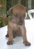 Deutscher Pinscher Foto: Ich bin 4 Wochen alt! (ID 24703) Deutscher Pinscher Hund