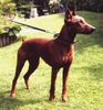 Deutscher Pinscher Foto: Zohra (ID 6168) Deutscher Pinscher Hund