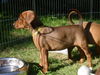 Deutscher Pinscher Hund