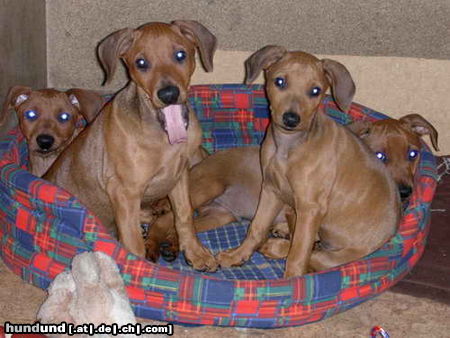 Deutscher Pinscher Wir sind rotharig und noch zu haben!!!!!!!