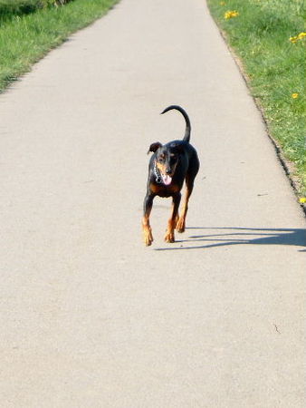 Deutscher Pinscher Hunde Foto 39086 Deutscher Pinscher Tyson von Wachhög