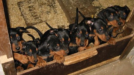 Deutscher Pinscher Hunde Foto 27219 in höherer Auflösung ansehen Deutscher Pinscher 8 Welpen sr