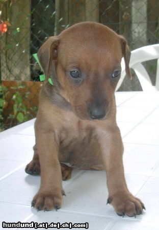 Deutscher Pinscher Ich bin 4 Wochen alt!