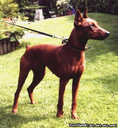 Deutscher Pinscher Hunde Foto 6168 Deutscher Pinscher Zohra