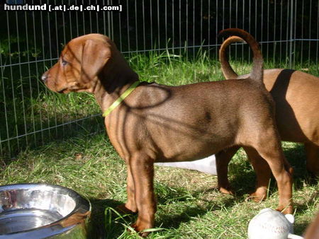 Deutscher Pinscher Hunde Foto 25537 in höherer Auflösung ansehen Deutscher Pinscher Ich bin noch zu haben!