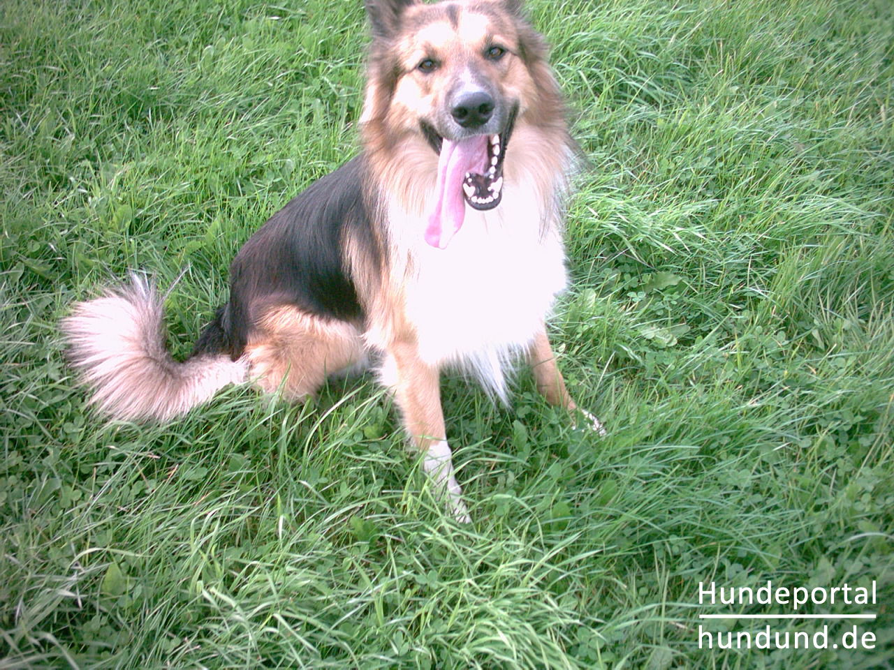 Deutscher Schaferhund Foto 19603 Hundund De