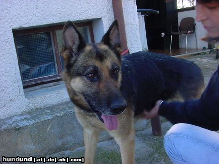 Deutscher Schäferhund Hunde Foto 17646 Deutscher Schäferhund Esta