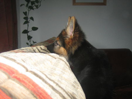Deutscher Schäferhund Hunde Foto 28504 Deutscher Schäferhund Bajana