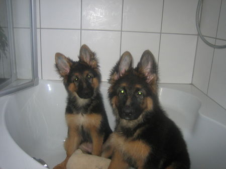 Deutscher Schäferhund Hunde Foto 28507 Deutscher Schäferhund Geschwister in der Wanne