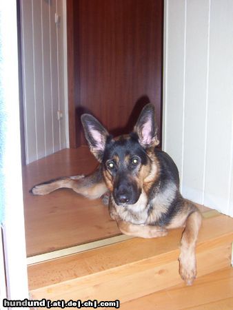 Deutscher Schäferhund Hunde Foto 18511 in höherer Auflösung ansehen Deutscher Schäferhund