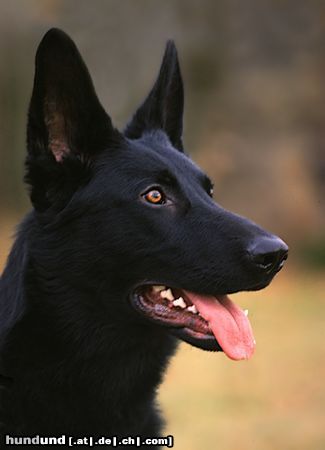 Deutscher Schäferhund Nemo - schwarzer DSH