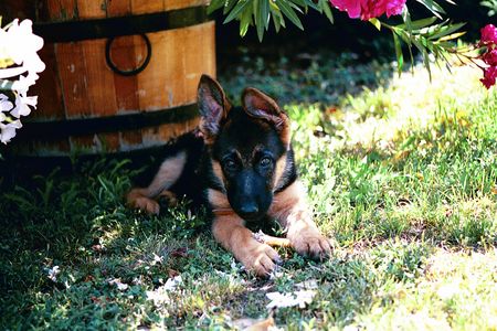 Deutscher Schäferhund Hunde Foto 2105 Deutscher Schäferhund nochmal Capo