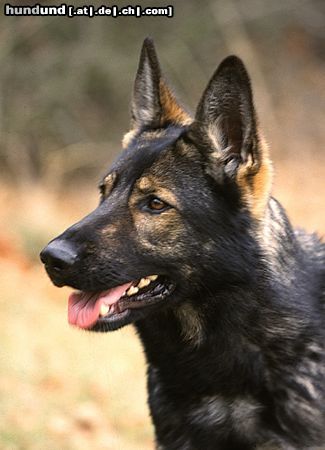 Deutscher Schäferhund Sarah vom Osterburgquell