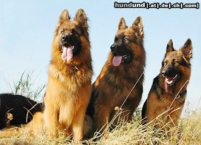 Deutscher Schäferhund Hunde Foto 24599 in höherer Auflösung ansehen Deutscher Schäferhund DSH-Langhaar