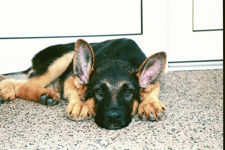 Deutscher Schäferhund Hunde Foto 2104 Deutscher Schäferhund Das ist unser Capo!