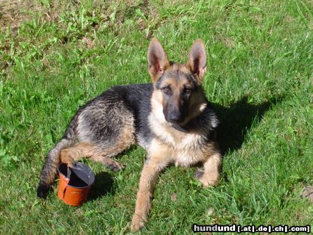 Deutscher Schäferhund Hunde Foto 14271 Deutscher Schäferhund Lula
