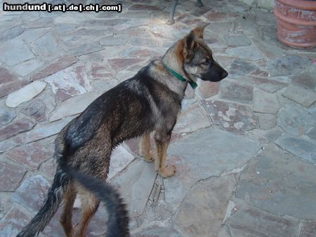 Deutscher Schäferhund Hunde Foto 16485 in höherer Auflösung ansehen Deutscher Schäferhund Sila (gestorben am 19.11.2004) 7 Monaten. Wir und Lula werden Dich nicht vergessen. ¡Adios preciosa!