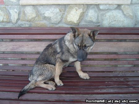 Deutscher Schäferhund Hunde Foto 14274 Deutscher Schäferhund Sila