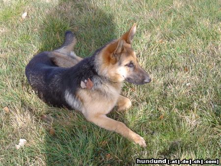 Deutscher Schäferhund Hunde Foto 16643 in höherer Auflösung ansehen Deutscher Schäferhund Lula