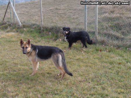 Deutscher Schäferhund Hunde Foto 16642 in höherer Auflösung ansehen Deutscher Schäferhund Lula und ihre neue Schwester, Roza, von einem Hundezwinger (6 Monaten)