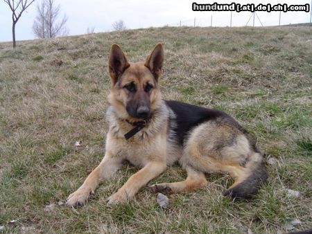 Deutscher Schäferhund Hunde Foto 18476 in höherer Auflösung ansehen Deutscher Schäferhund Lula mit 10 Monaten