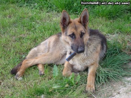 Deutscher Schäferhund Hunde Foto 21716 in höherer Auflösung ansehen Deutscher Schäferhund Lula mit 13 Monaten