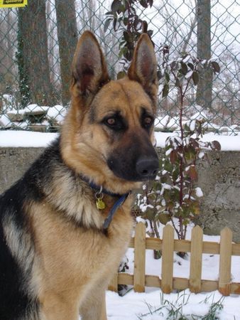 Deutscher Schäferhund Hunde Foto 27248 in höherer Auflösung ansehen Deutscher Schäferhund Lula