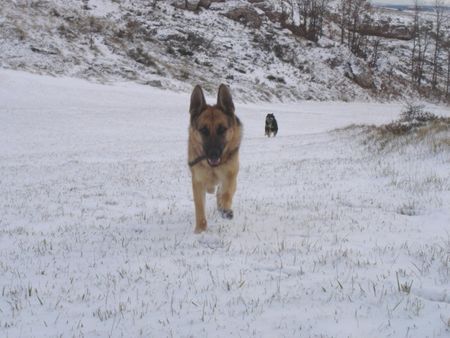 Deutscher Schäferhund Hunde Foto 29171 in höherer Auflösung ansehen Deutscher Schäferhund Lula und Gala