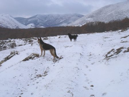 Deutscher Schäferhund Hunde Foto 29172 in höherer Auflösung ansehen Deutscher Schäferhund Lula und Gala