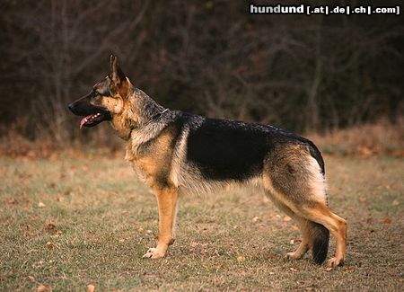 Deutscher Schäferhund Hunde Foto 8177 Deutscher Schäferhund Fanta